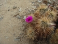 Joshua Tree NP